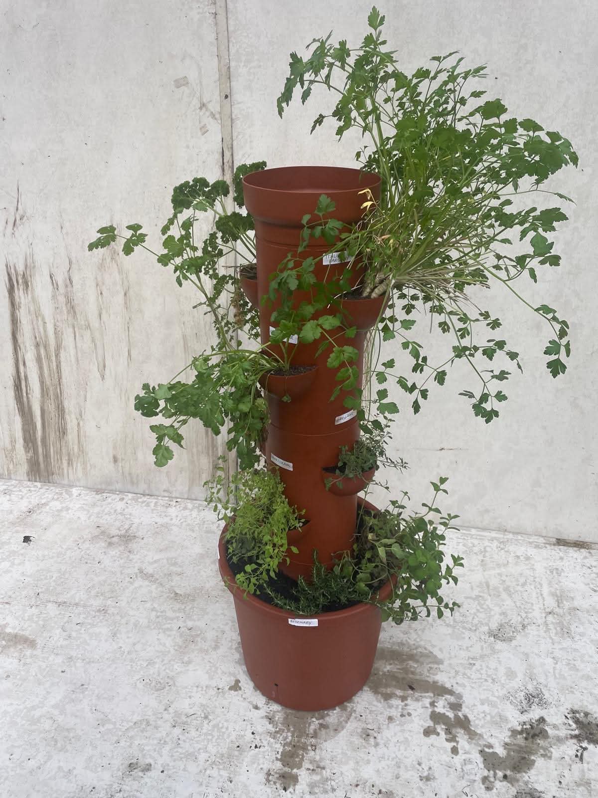 Planter tower lush with Italian parsley, rosemary, and kitchen herbs