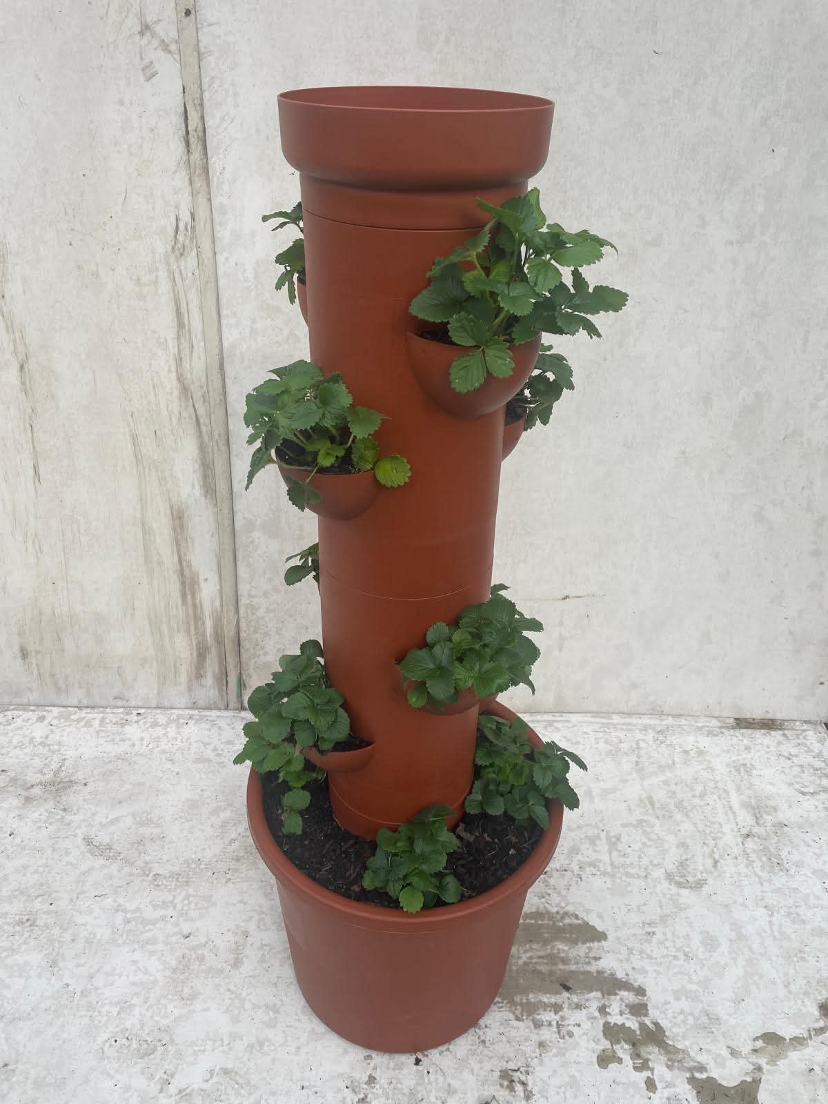 Strawberries growing healthily in side planter cups